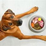 How to Choose the Best Dog Food for Your Pet’s Age and Size