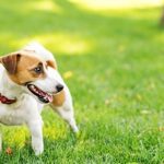 How to Choose the Best Dog Trainer for Your Pet