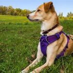 How to Choose the Right Collar and Harness for Your Dog How to Choose the Right Collar and Harness for Your Dog