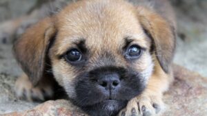 How to Choose the Right Dog Breed for Your Family