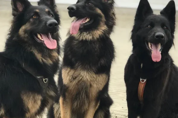 How to Choose the Right Dog Breed for Your Family