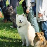 How to Find a Good Dog Trainer What to Look For