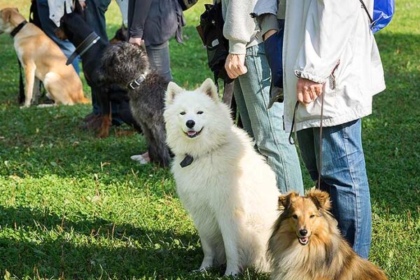 How to Find a Good Dog Trainer: What to Look For How to Find a Good Dog Trainer What to Look For