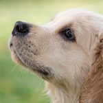 How to Identify the Right Breed for Your Lifestyle How to Identify the Right Breed for Your Lifestyle