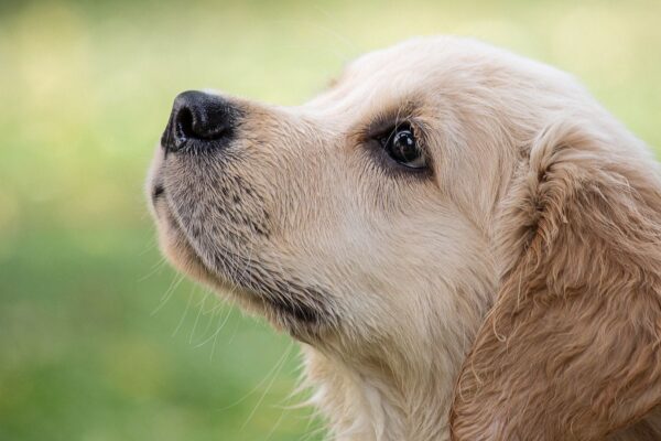 How to Identify the Right Breed for Your Lifestyle