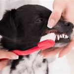 How to Keep Your Dog’s Teeth Clean and Healthy