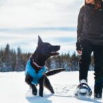 How to Pick the Best Winter Gear for Your Dog