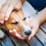 How to Recognize Signs of Pain or Illness in Dogs How to Recognize Signs of Pain or Illness in Dogs