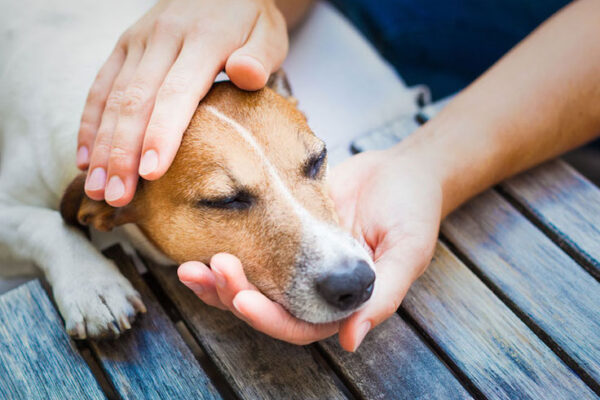 How to Recognize Signs of Pain or Illness in Dogs
