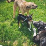 How to Socialize Your Dog with Other Pets and People