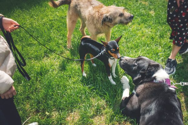 How to Socialize Your Dog with Other Pets and People