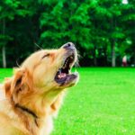 How to Stop Excessive Barking with Proper Training