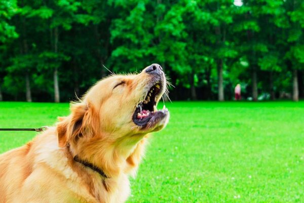 How to Stop Excessive Barking with Proper Training