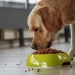 How to Tell If Your Dog is Eating the Right Food
