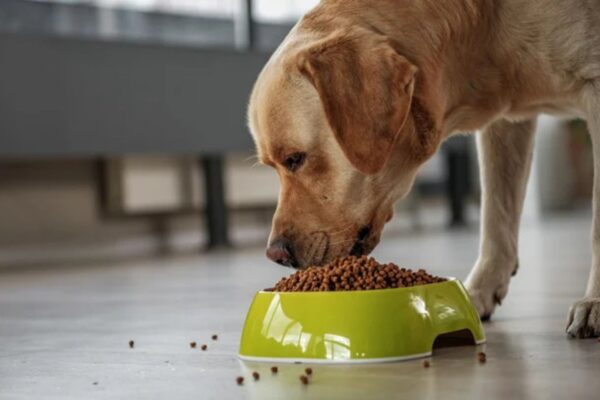 How to Tell If Your Dog is Eating the Right Food