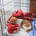 How to Train Your Dog to Be Comfortable in Crates