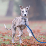 How to Train a Rescue Dog with a Difficult Past How to Train a Rescue Dog with a Difficult Past