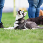 How to Train a Stubborn Dog Without Frustration