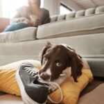 How to Use Dog Training to Prevent Behavioral Issues How to Use Dog Training to Prevent Behavioral Issues