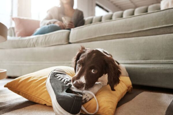 How to Use Dog Training to Prevent Behavioral Issues