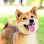 Hypoallergenic Dog Breeds For Sensitive Owners