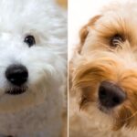 Hypoallergenic Dog Breeds for Allergy Sufferer