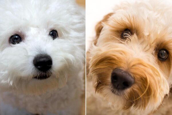 Hypoallergenic Dog Breeds for Allergy Sufferer Hypoallergenic Dog Breeds for Allergy Sufferer