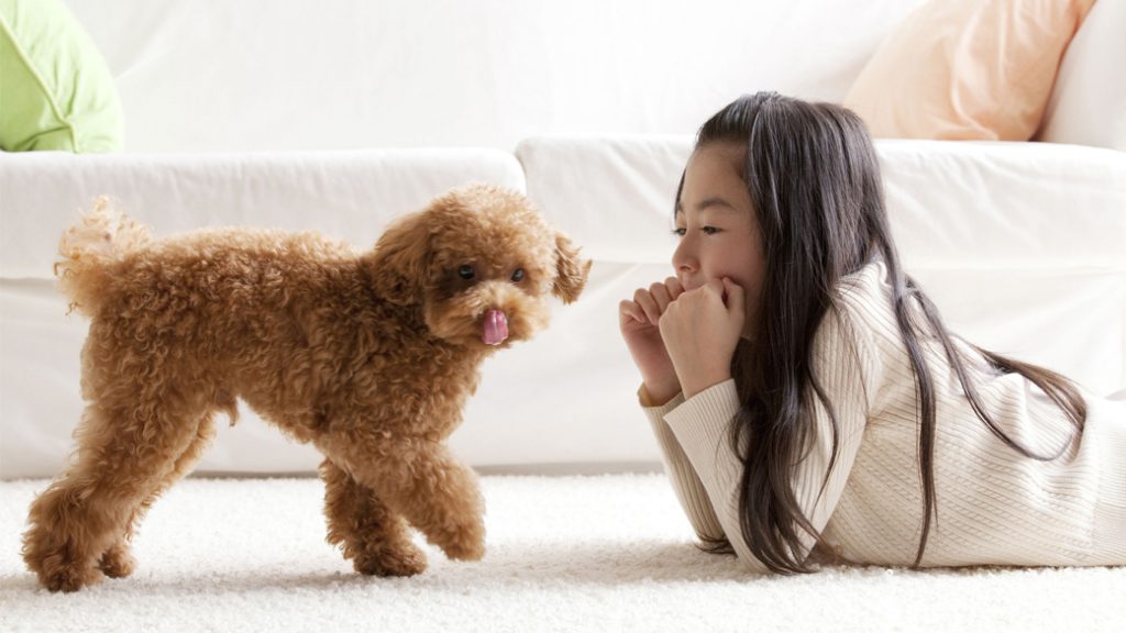 Hypoallergenic Dog Breeds for Allergy Sufferers