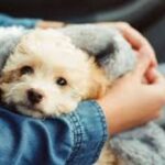 Low-Shedding Dog Breeds For Allergy Sufferers