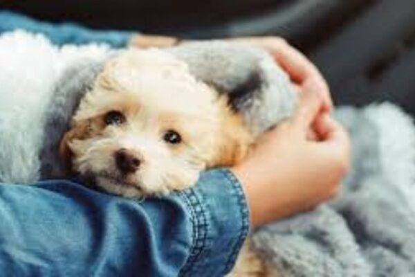 Low-Shedding Dog Breeds For Allergy Sufferers
