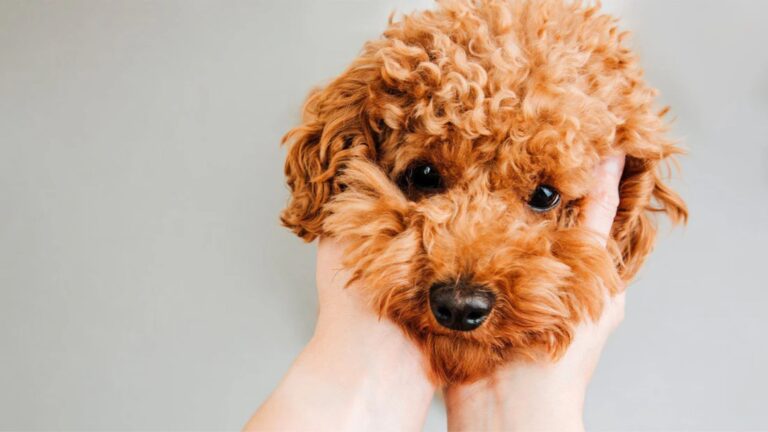 View of Low-Shedding Dog Breeds For Allergy Sufferers