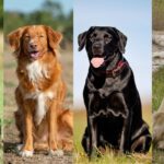 The Top 10 Most Popular Dog Breeds in 2025