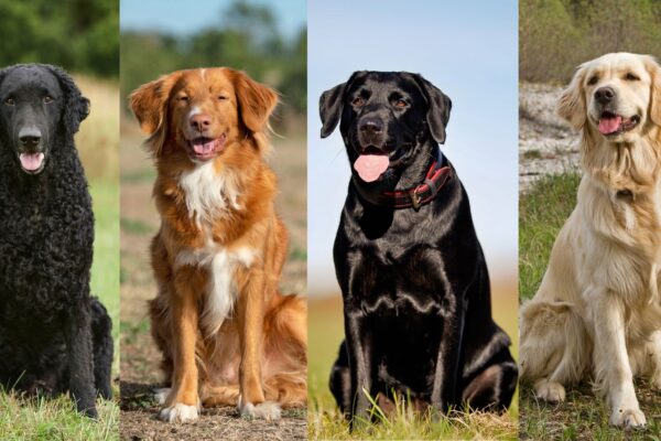 The Top 10 Most Popular Dog Breeds in 2025