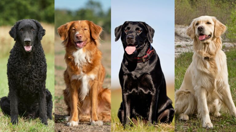The Top 10 Most Popular Dog Breeds in 2025