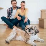 Must-Have Dog Accessories for First-Time Pet Owners Must-Have Dog Accessories for First-Time Pet Owners