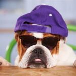 How to Keep Your Dog Healthy and Active: Tips for All Ages