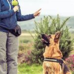 How to Train Your Dog to Respond to Basic Commands