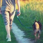 How to Train Your Dog to Walk on a Leash Without Pulling How to Train Your Dog to Walk on a Leash Without Pulling