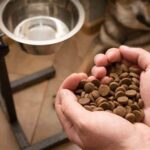 The Best Dog Food for Your Pet’s Age and Size
