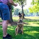 Positive Reinforcement vs. Correction Training Which Works Best