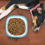 How to Transition Your Dog to a New Type of Food
