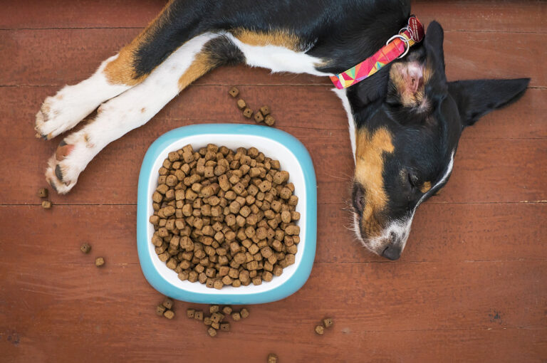 How to Transition Your Dog to a New Type of Food