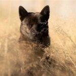 Rare Dog Breeds You Probably Haven’t Heard Of Rare Dog Breeds You Probably Haven’t Heard Of