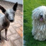 Rare and Exotic Dog Breeds You’ve Never Heard Of