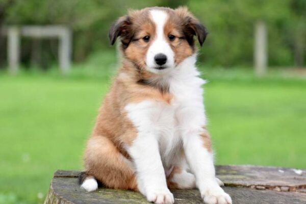 The Best Dog Breeds for First-Time Owners