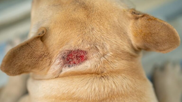 Signs Of Allergies In Dogs And Solutions