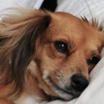 Signs Your Dog Might Be in Pain and What to Do