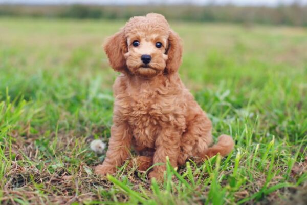 Small Dog Breeds That Are Easy To Train