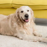 Smart Dog Accessories Tech Gadgets Every Dog Owner Needs