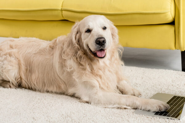 Smart Dog Accessories Tech Gadgets Every Dog Owner Needs
